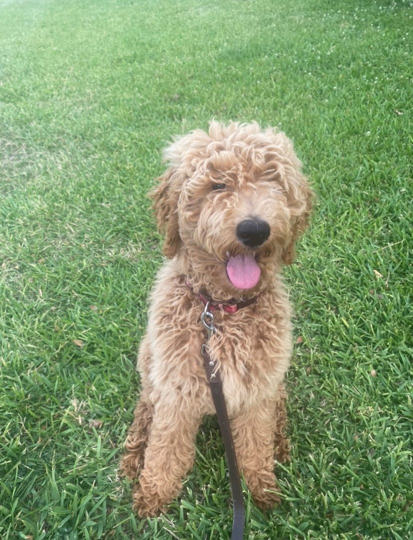 GoldenDoodle