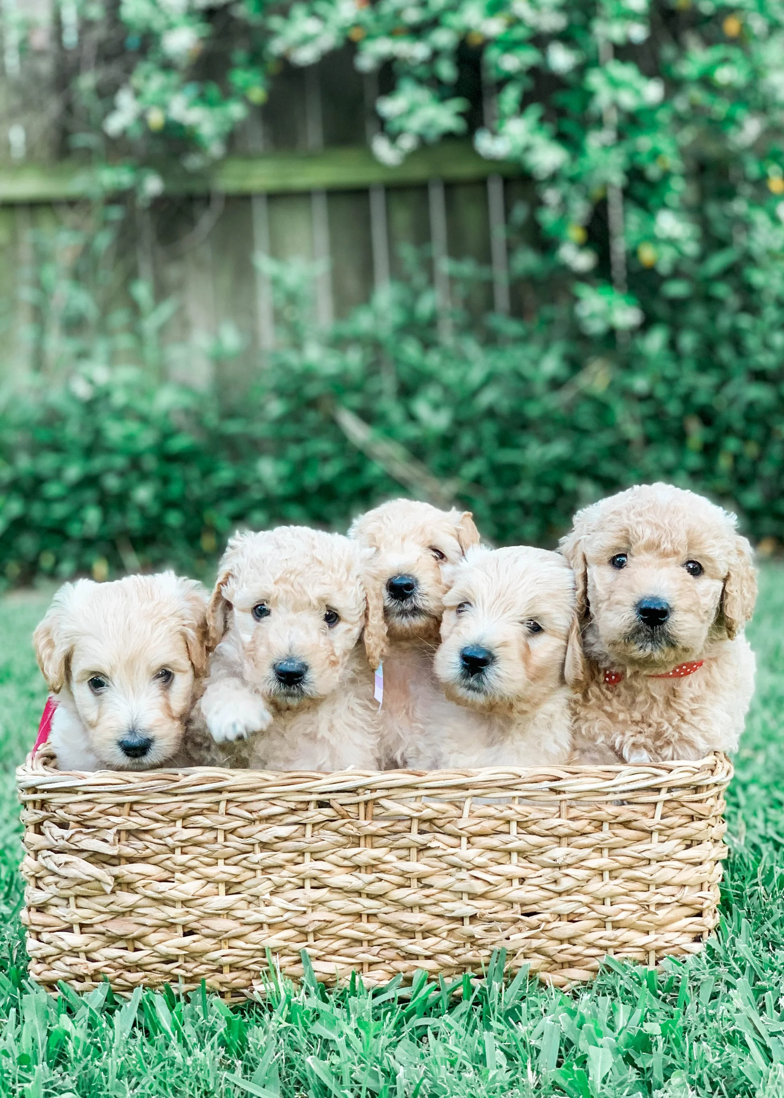 GoldenDoodles
