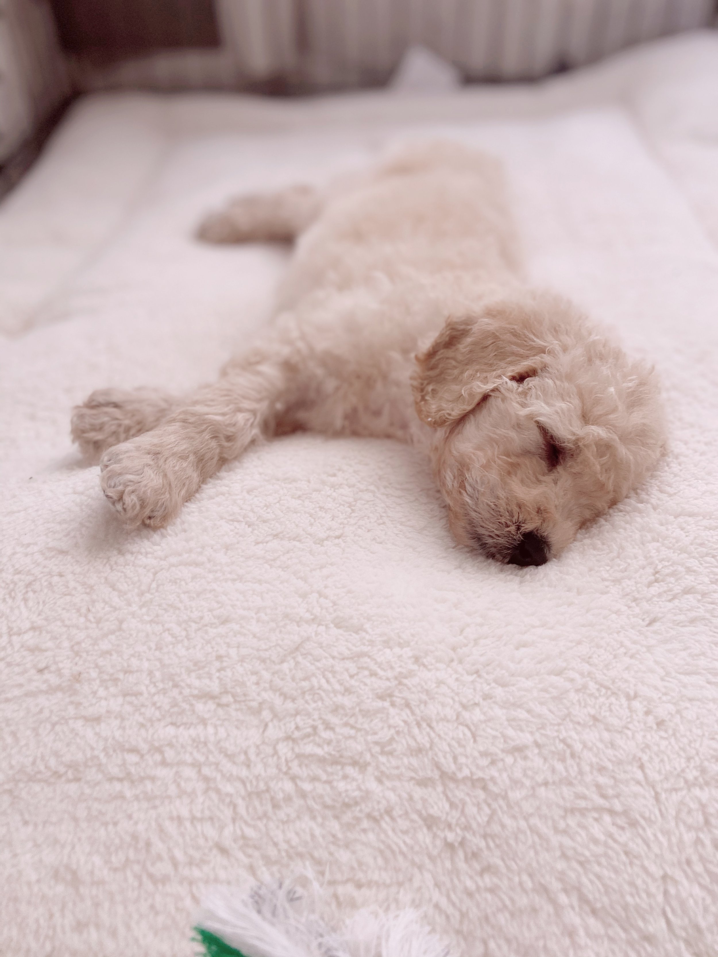 GoldenDoodle