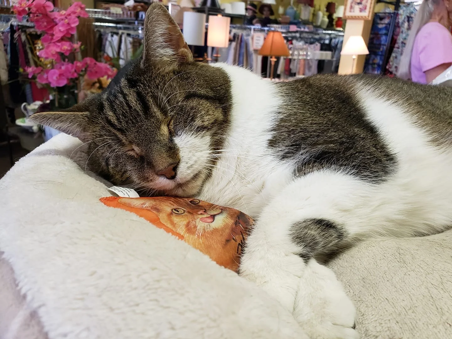 Thrift Store — Adopt A Cat Foundation