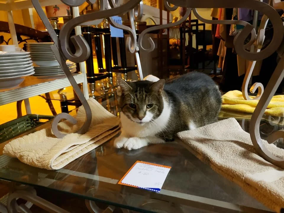 Thrift Store — Adopt A Cat Foundation