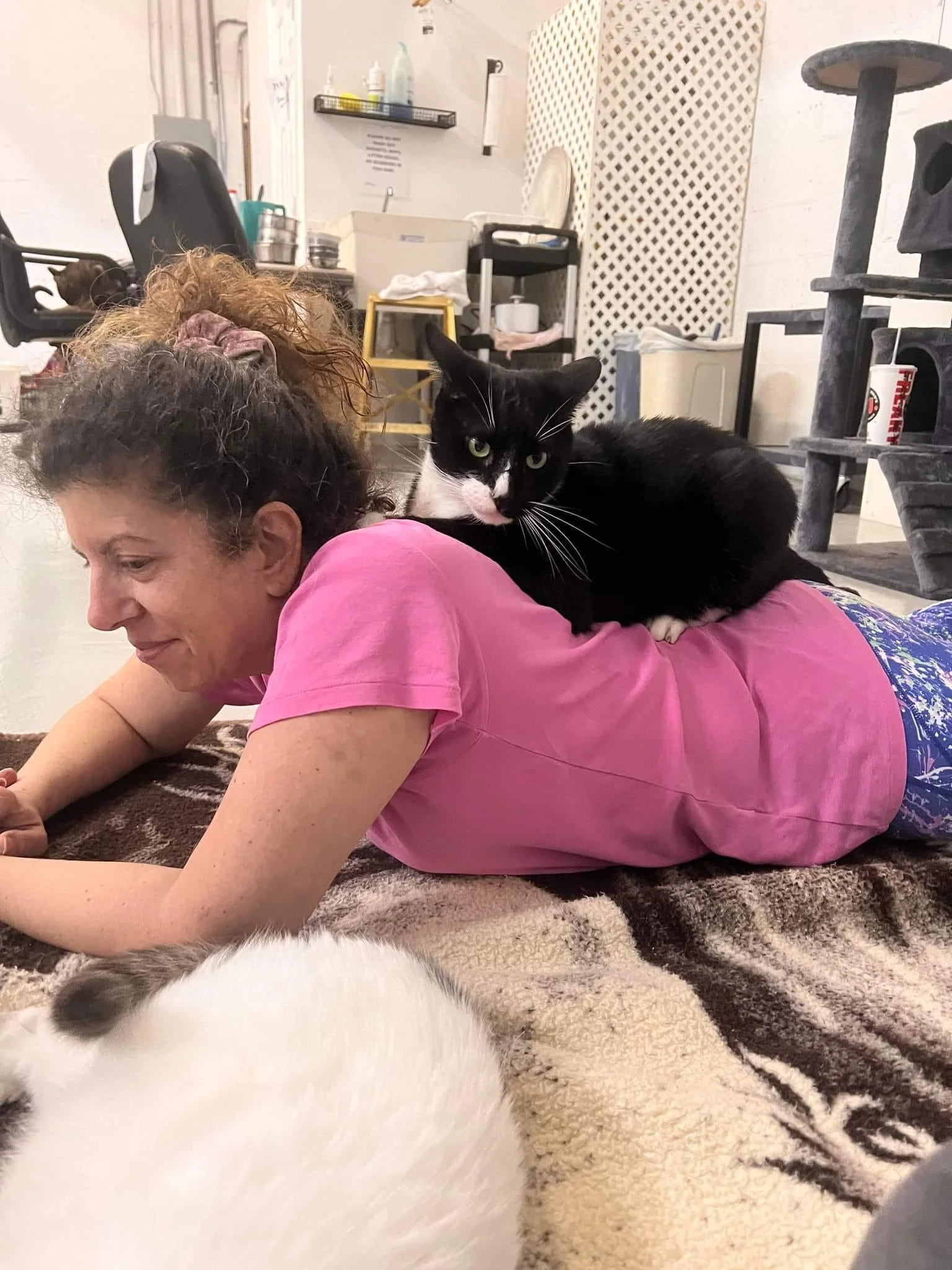 General 5 Adopt A Cat Foundation general-5-adopt-a-cat-foundation