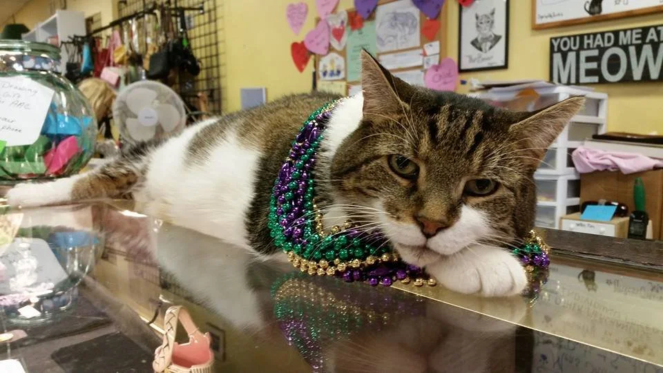 Thrift Store — Adopt A Cat Foundation