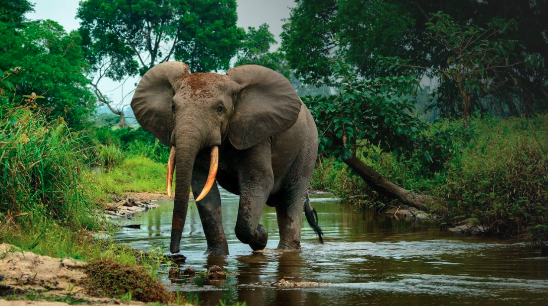 Your guitar may depend on elephant poop. Here’s why