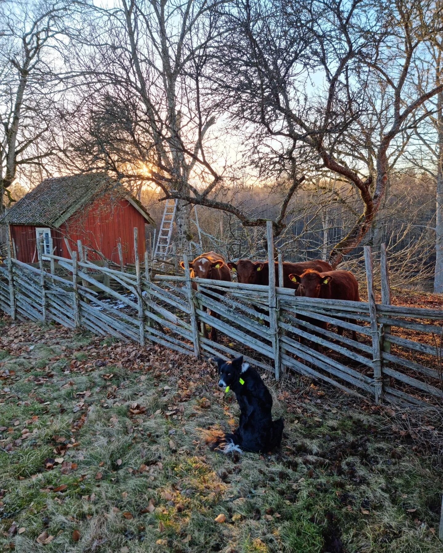 Mars 2023: Maggie och kullorna. Vinterg&auml;ck. Sn&ouml;droppar. Bolltistel. Kattfot. Utsikt fr&aring;n redskapsboden.