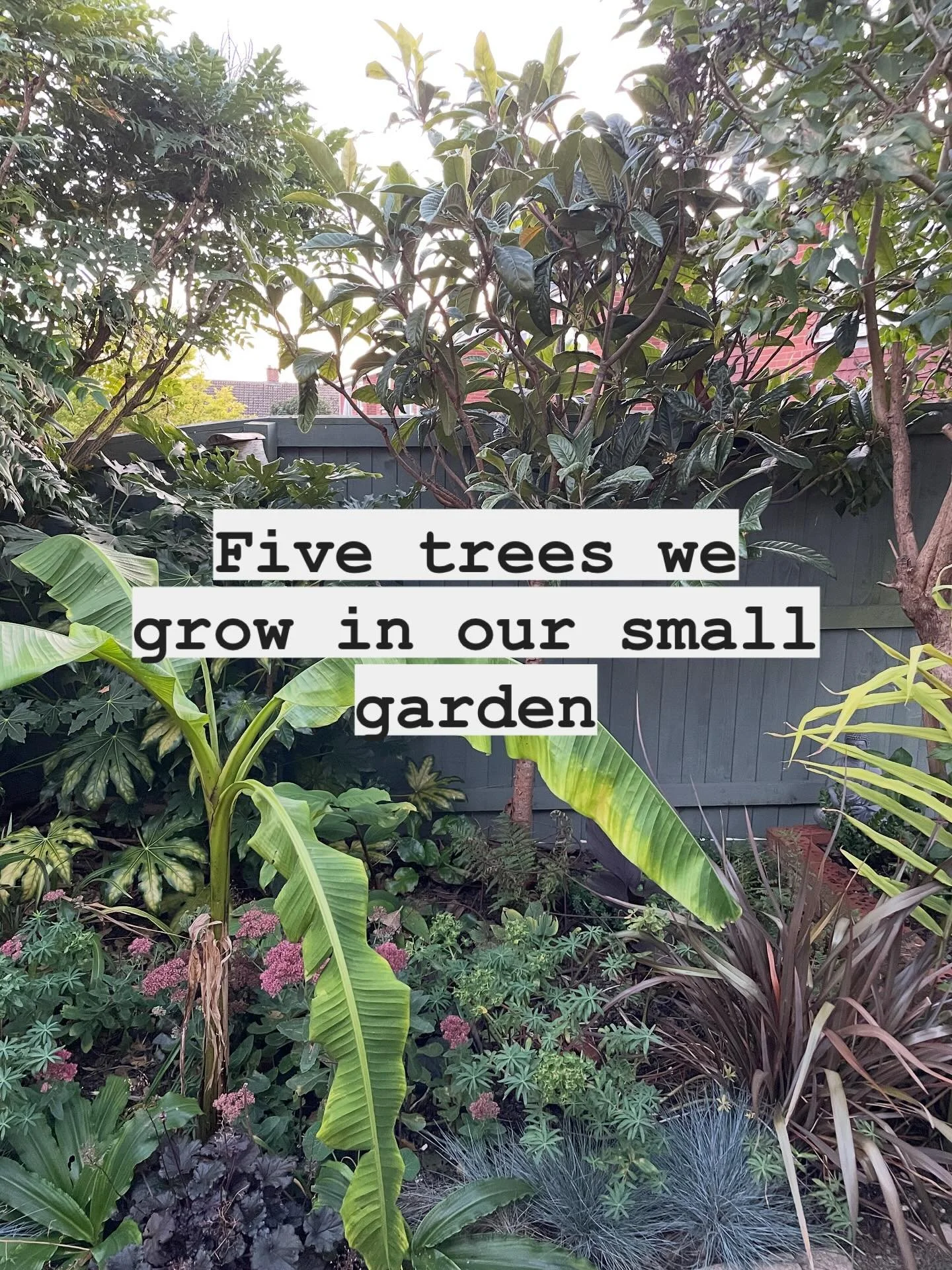 Trees are so important for adding structure to a garden. Even in the smallest gardens. They provide height, privacy, protection for birds and wildlife, food for pollinators and berries for foraging creatures. They can add spring blossom or autumn col
