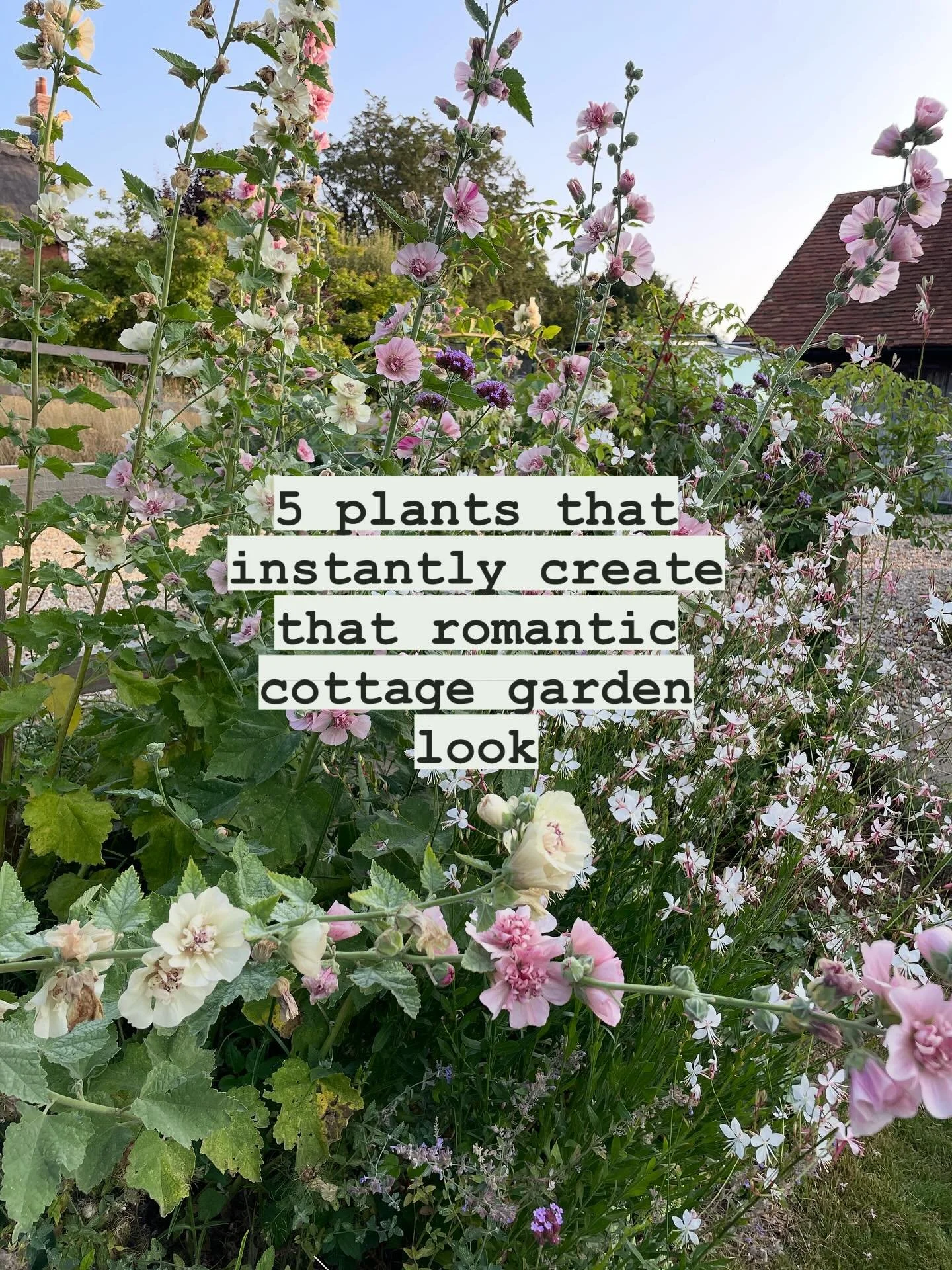 Cottage Garden Must-Haves 🌸

The quintessential English cottage garden has an effortless, romantic charm. If you are in planning/ planting mode and dreaming of a romantic, abundant cottage garden I thought I&rsquo;d share 5 classic plants that will 