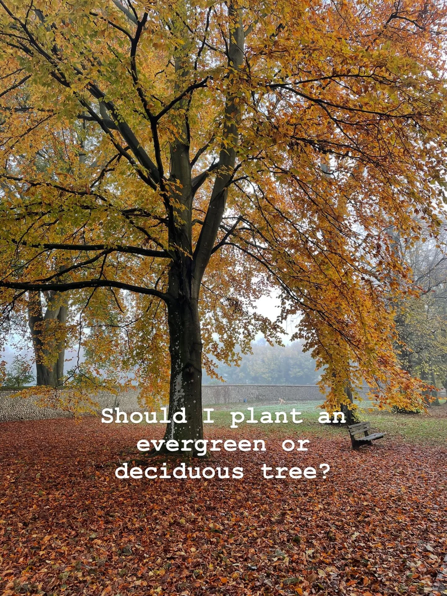 Now is the perfect time to plant a tree! Anytime until mid-March while the trees are dormant. If you are wanting more structure in your garden and in the market for a tree, I thought I&rsquo;d share some of the benefits for choosing a deciduous or ev