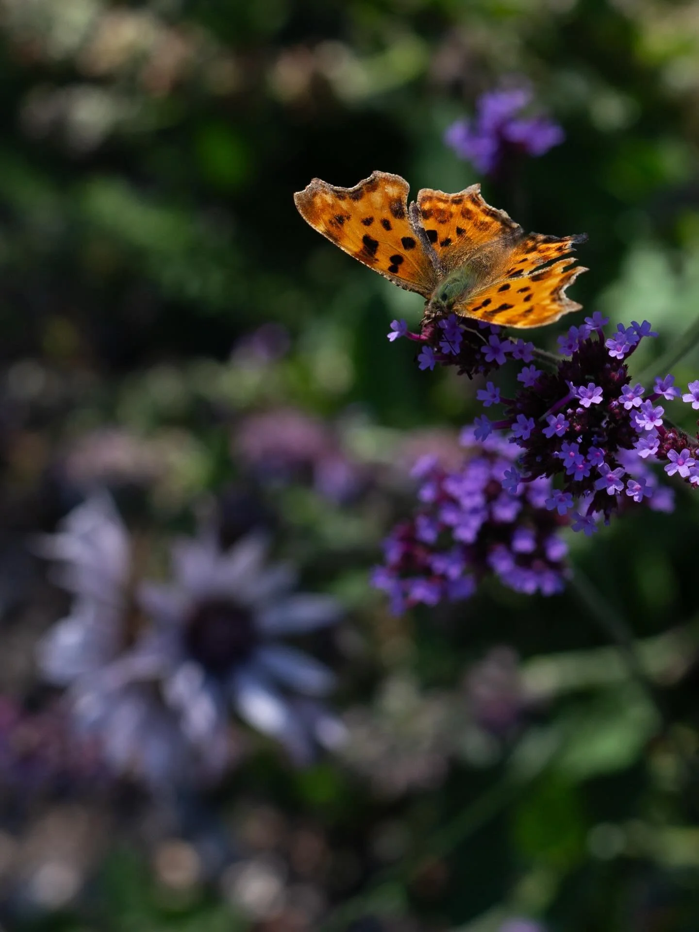 West Dean Dry Garden 🌿

I am still catching up with my garden visit posts from the summer over here! Nearly done, just a couple more to go. I visited this dry garden at West Dean gardens in 2022, when it had just been planted. My friend Kelly, who w