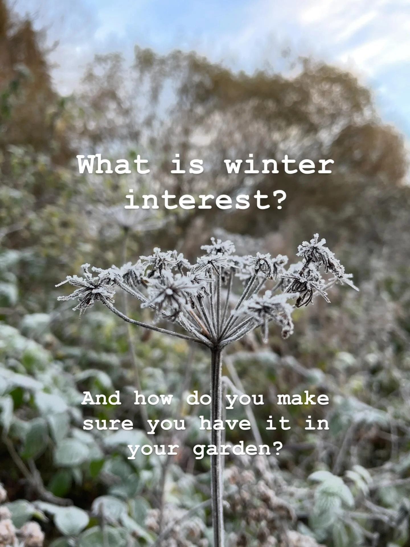 Winter is when the true structure of your garden is revealed. If you have had a bare muddy garden this winter there are a few things you could consider including in your garden to add a bit more interest next year. A winter garden can be really beaut