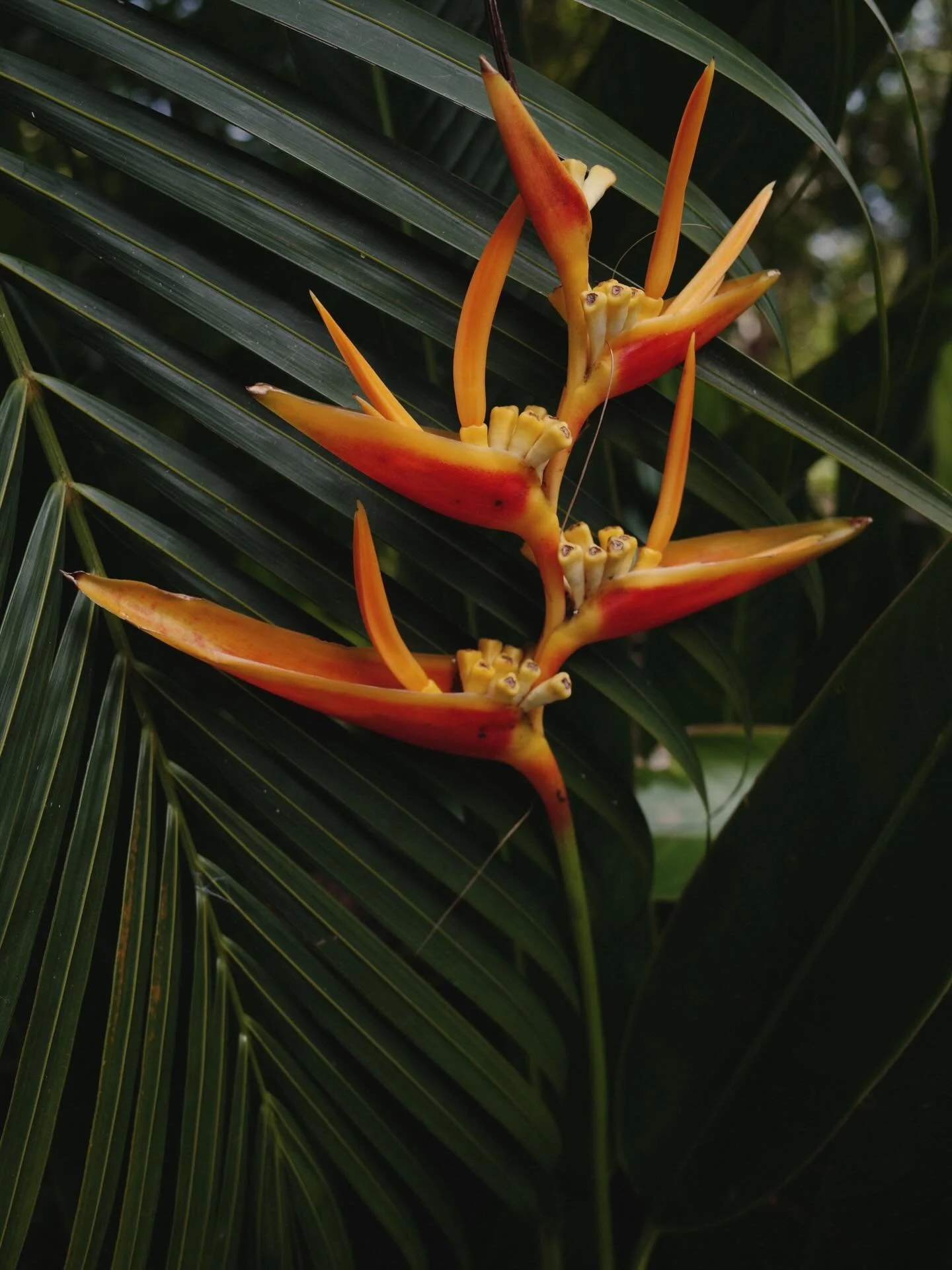 Kuala Lumpur botanical gardens |

Oh how I loved this garden with all its drama. Big shiny leaves, towering palms, flouncy flowers, orchid houses and the odd monkey or cockerel passing by.