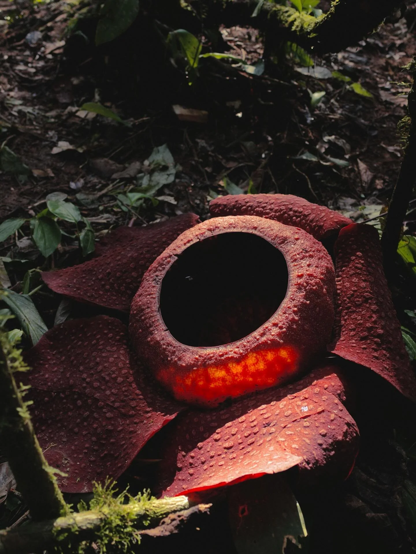 While we were in Malaysia, in the Cameron Highlands, we did a jungle hike to see the Rafflesia flower. Such a fascinating flower. It is commonly called the &lsquo;Stinking corpse lily&rsquo;, as it is meant to have a smell like rotting flesh, though 