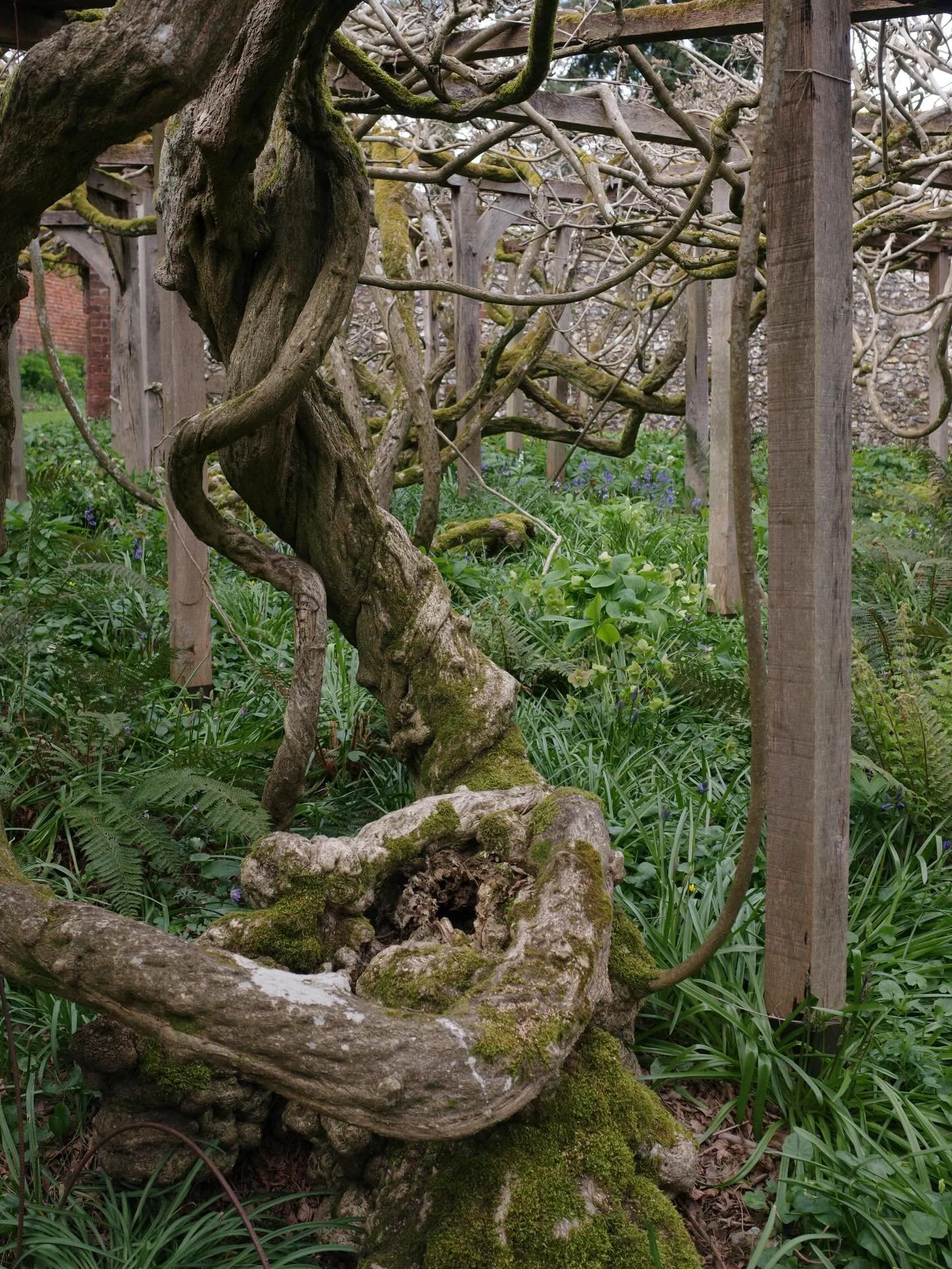 Last weekend on a family walk @ntgreyscourt we got to see their very old wisteria vines. They are over 130 years old, planted around 1890-1895. No flowers yet, which meant you could see the enormous twisting trunks and shapes of the old vines. Absolu