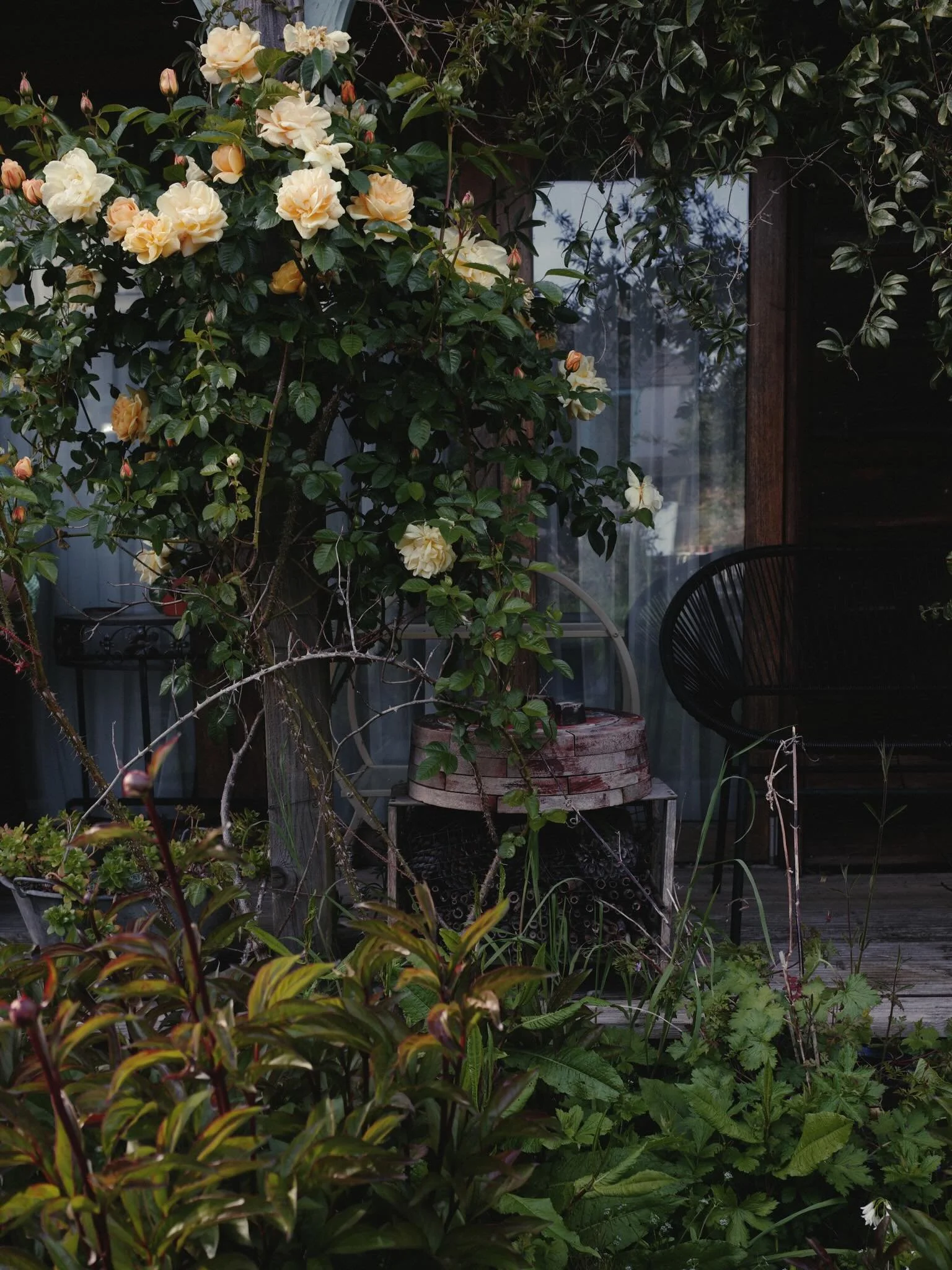Last weekend I had a weekend away in Totnes with a friend. We stayed in a cabin in someone&rsquo;s garden, with a little verandah and two chairs that seemed to be permanently in the sunshine. The garden was wild and full of character. It was filled w