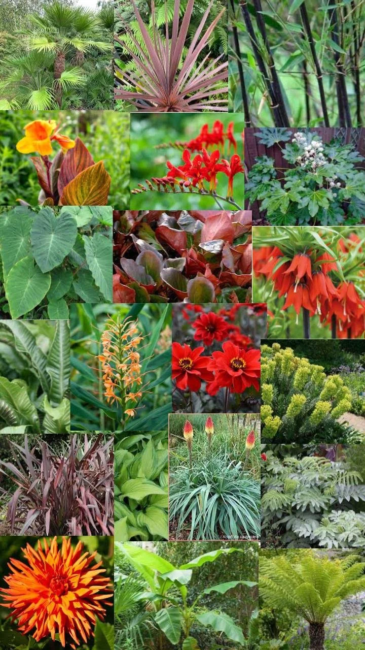 UK Tropical Garden Planting Plan Mood Board