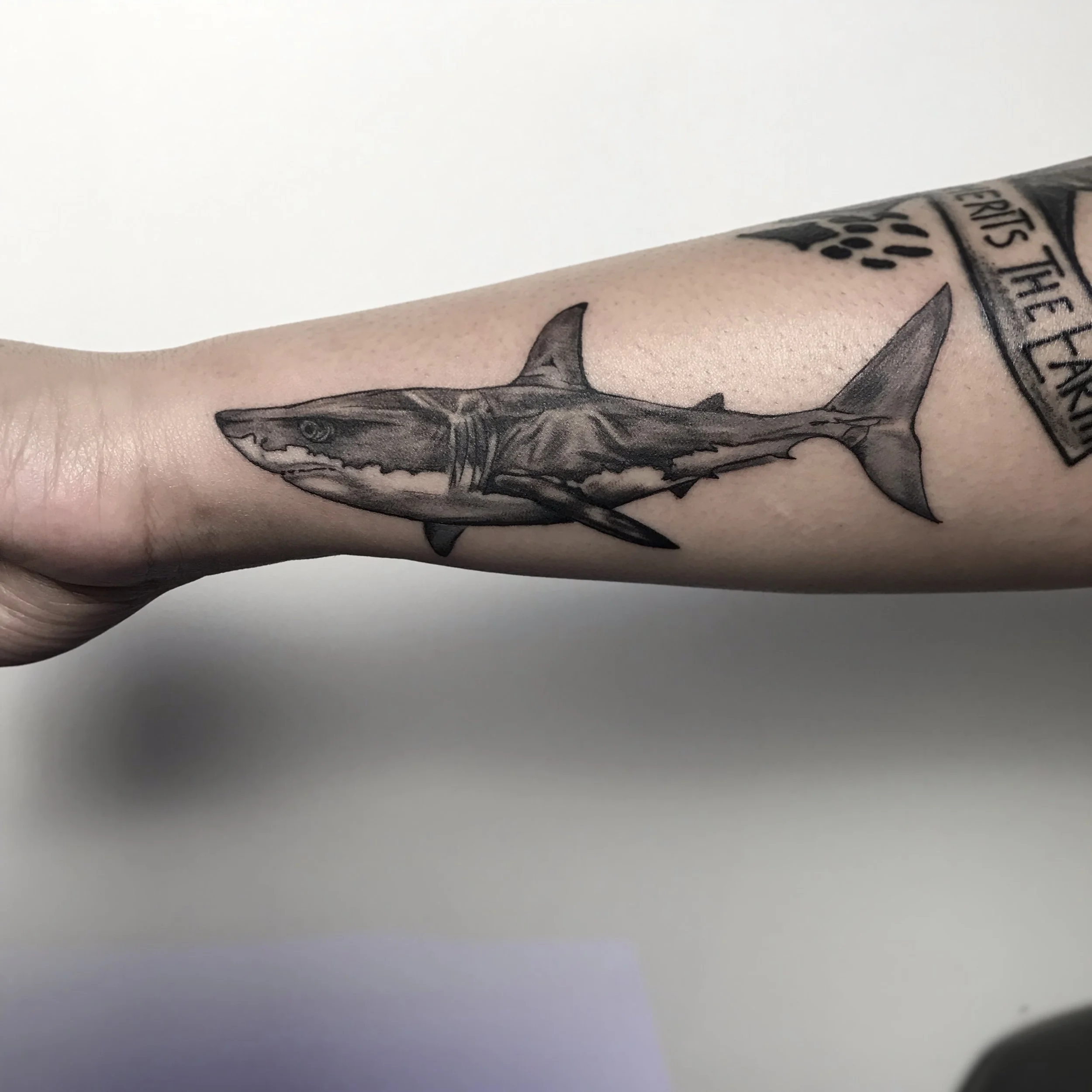Black and gray tattoo of a great white shark on a person's forearm.
