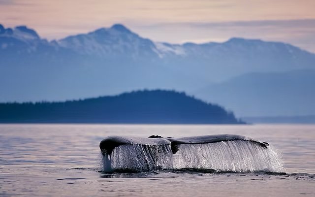 Whales Tale.jpeg