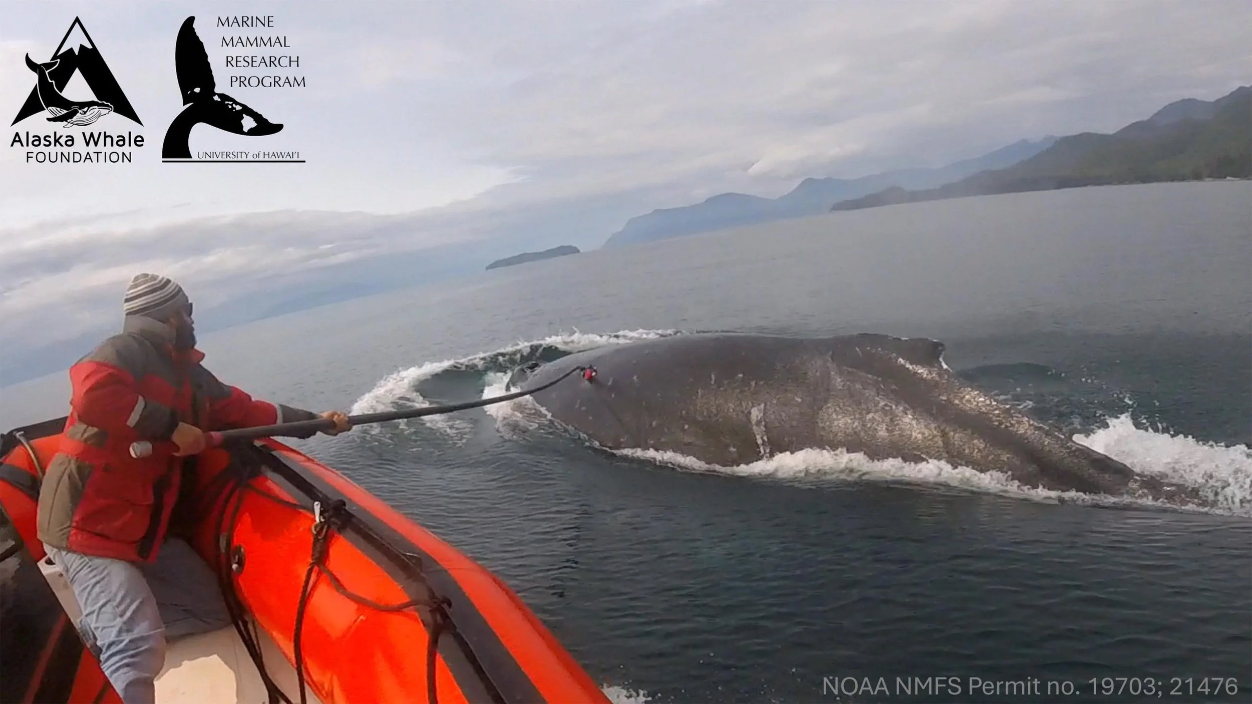 Researchers-Tagging-Humpback-Whale-scaled.jpg