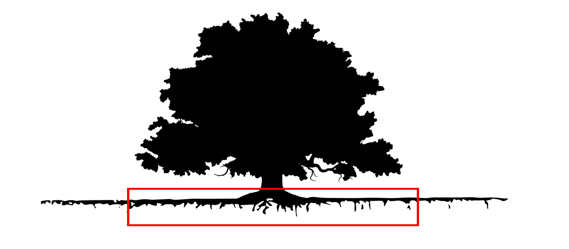 Drawing of a deciduous tree with drip line highlighted.