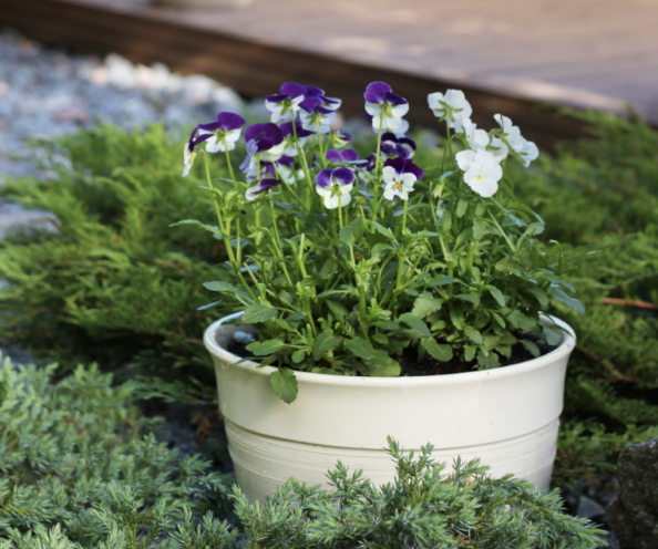Small Space and Patio Gardening for Pollinators