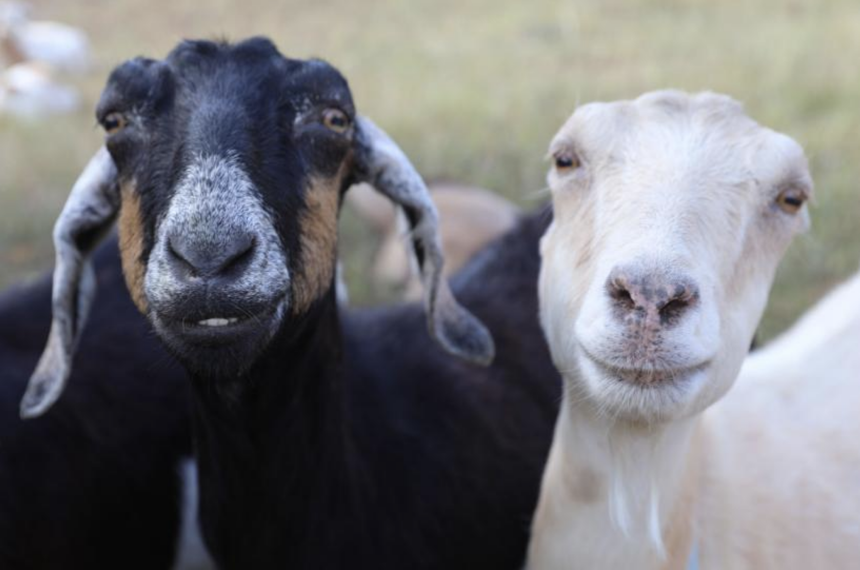 Meet and Bleat: Visit with Goats!