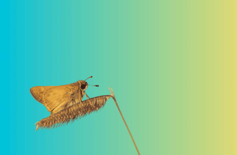 Denver Botanic Gardens: Big Day of Bugs!