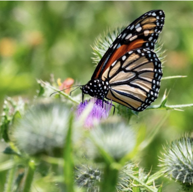 Butterfly Patio Party