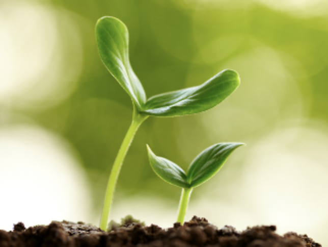 Sowing Seeds of Change - Summer Plant Walk: Meeting and Connecting with Our Local Plant Allies