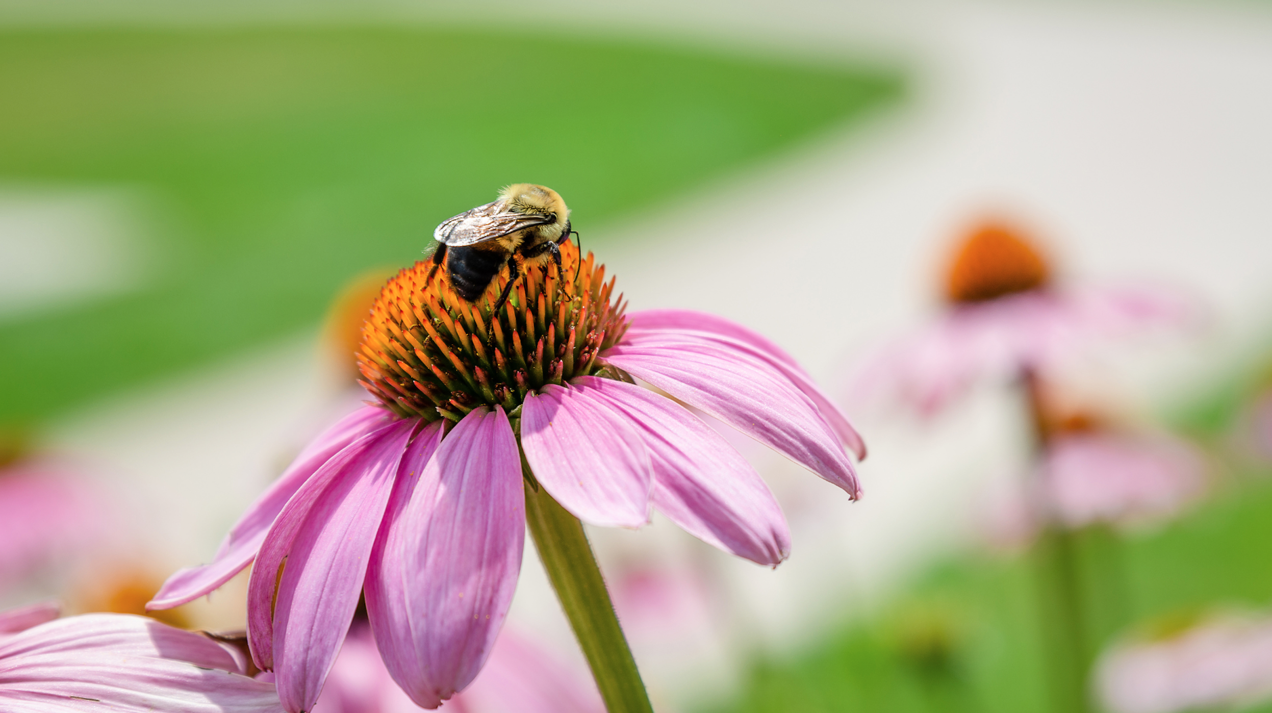 Butterfly Pavilion Guided Pollinator Garden Tours