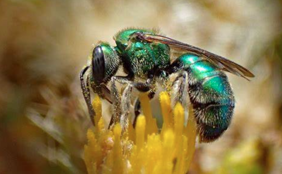 Native Bees of the Rocky Mountain Region