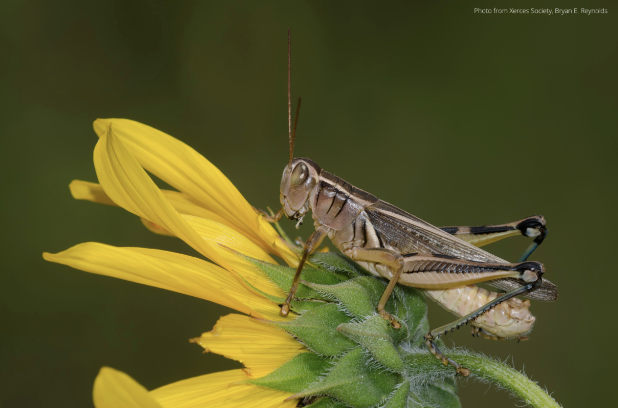 Pollinators Meet Grasshopper and Mormon Cricket Management