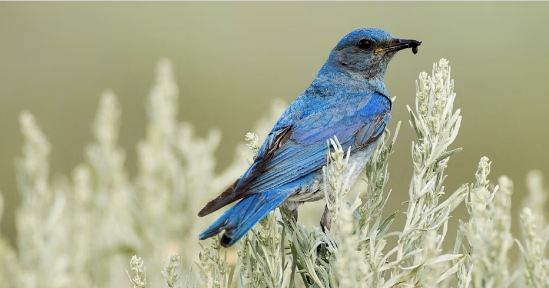 Audubon Rockies Virtual BioBlitz