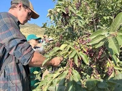 Seeds: Chokecherry Cleaning for Wind River