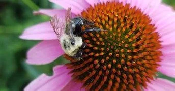 Pollinator-Minded Fall/Winter Garden Care: Resource Central Webinar