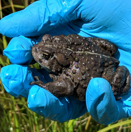 Microbes and Wildlife in a Rapidly Changing World: From Colorado Boreal Toads to African Grey Parrots