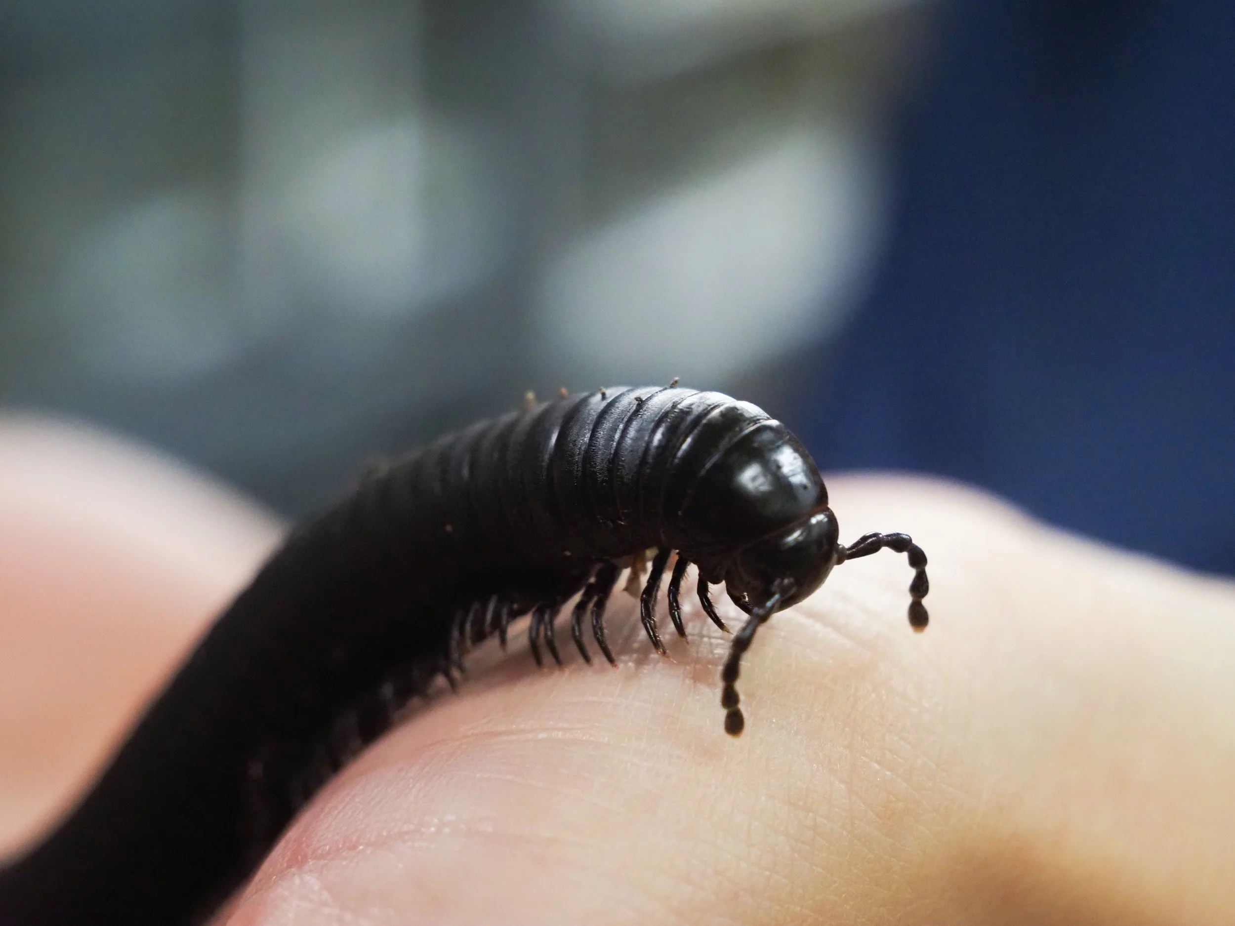 Invertebrate Investigations - Delightful Decomposers