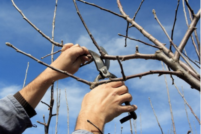 Fall Pruning