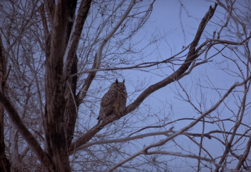 Owl Moon: A Night Adventure into the World of Owls