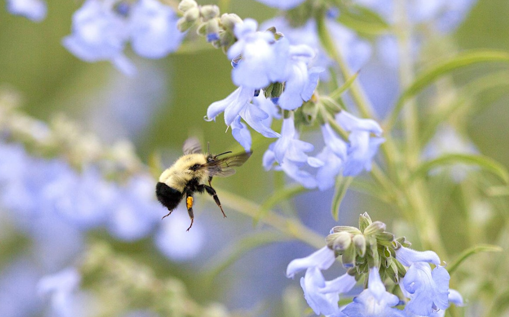 Best Practices for Pollinators Summit