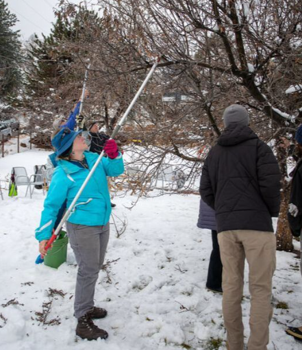 Winter Tree Care Workshop: Pruning Apple & Pear Trees