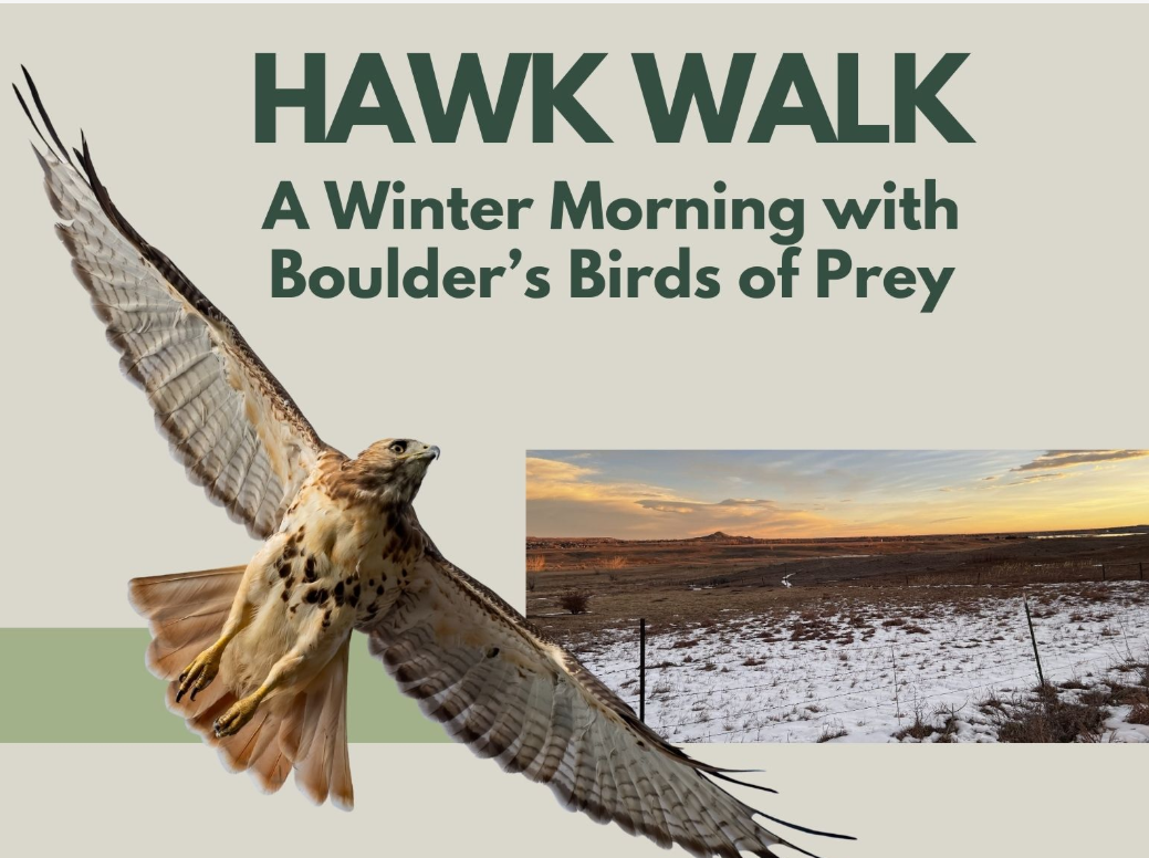 January Hawk Walk: A Winter Morning with Boulder’s Birds of Prey