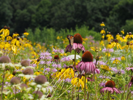 Western Monarch Count, 2025: Key Findings from the Overwintering Season