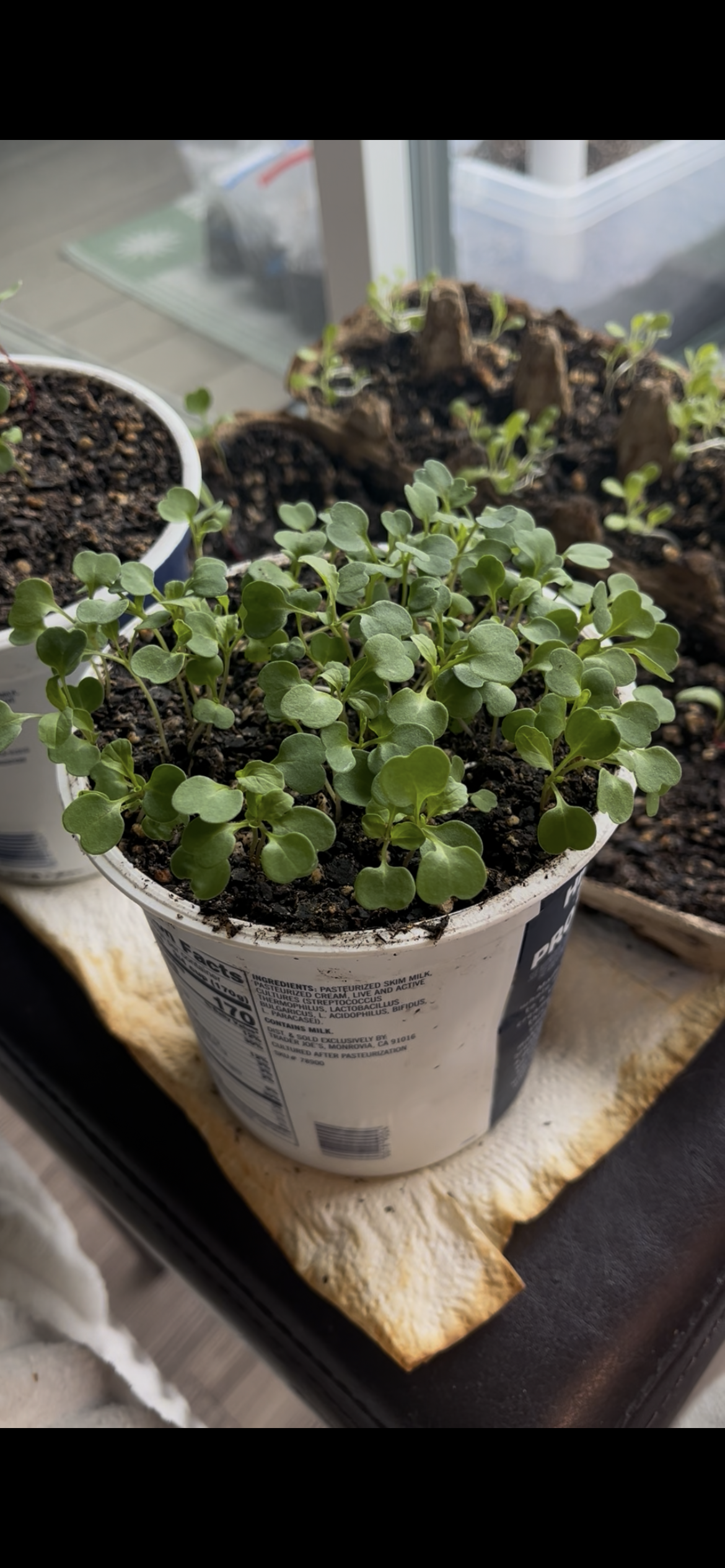 Arugula Sprouts pre-transplant
