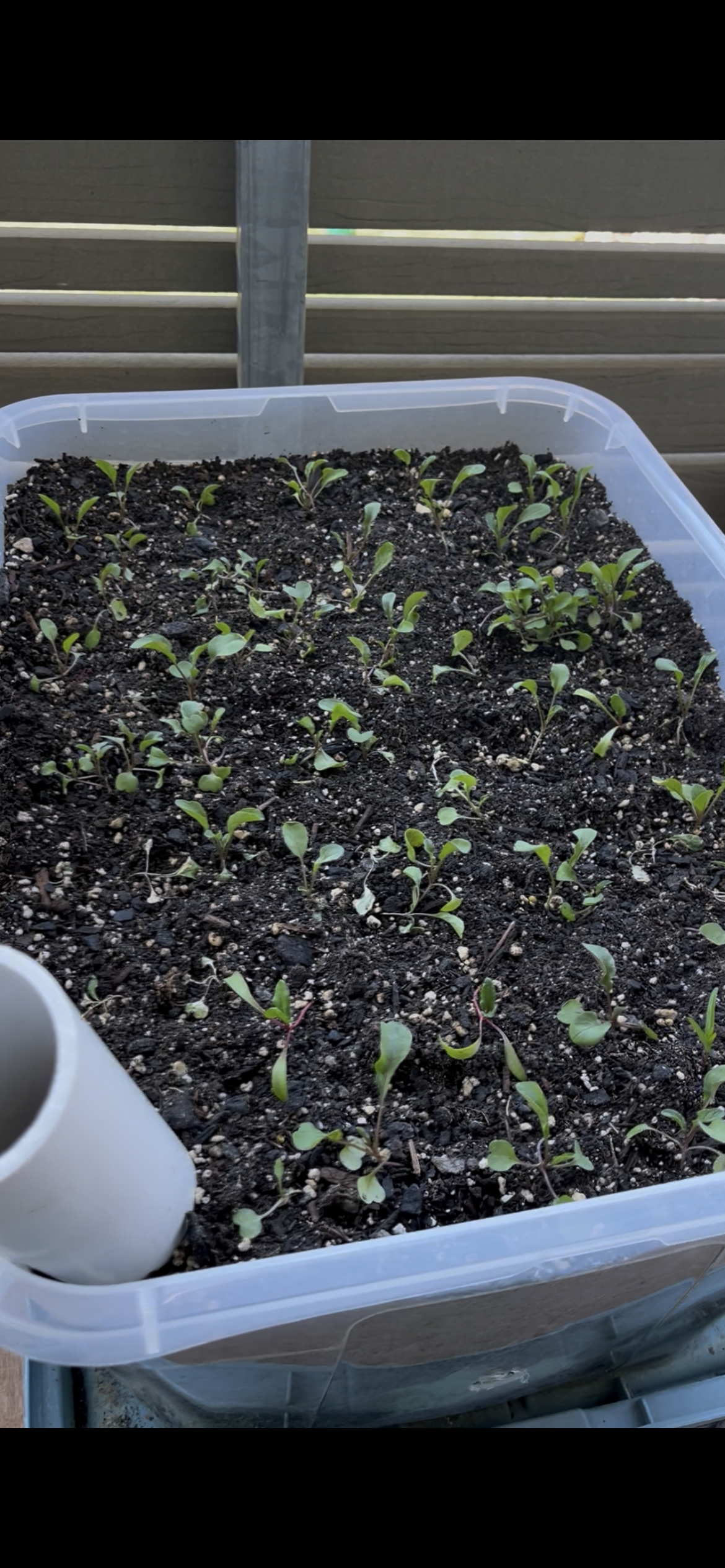 Freshly transplanted arugula