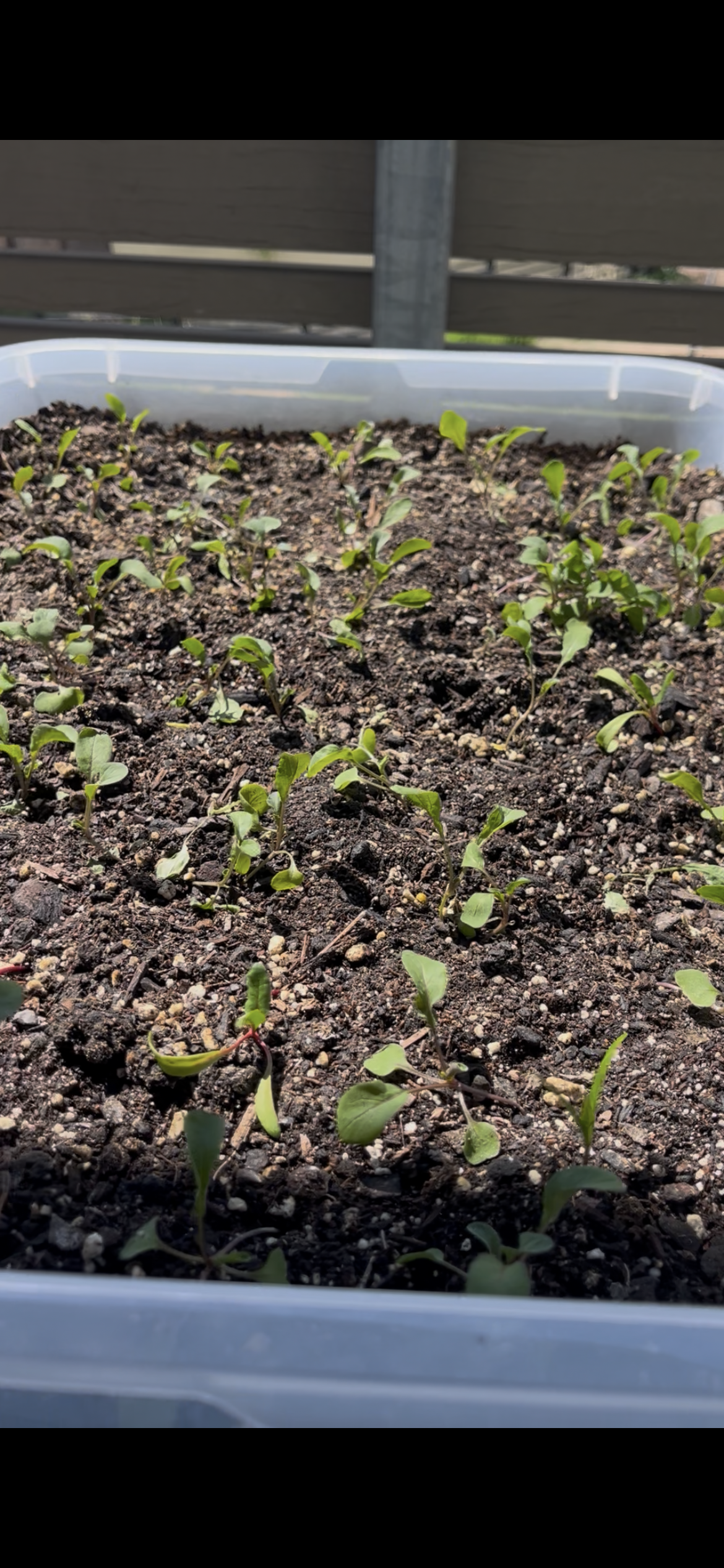 Arugula sprouts