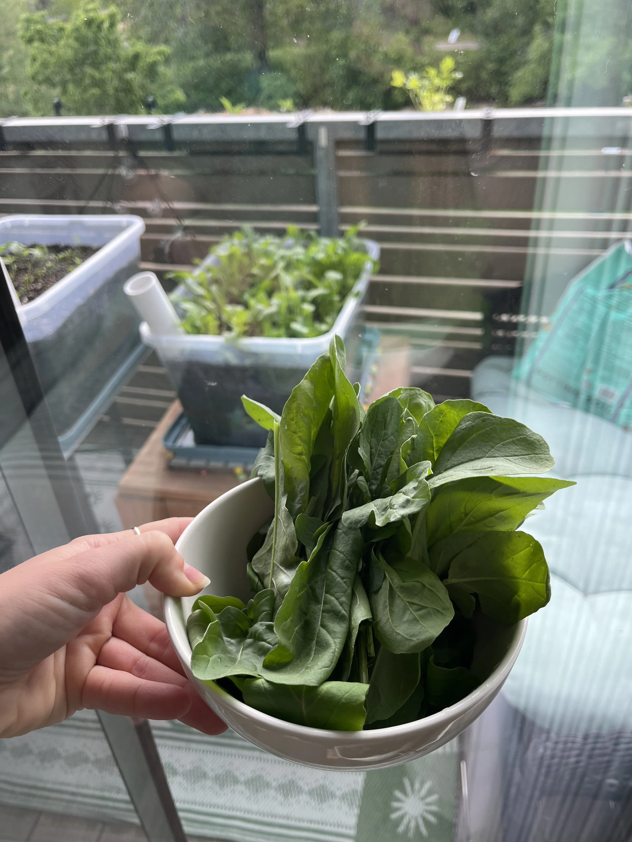 Romaine Harvest