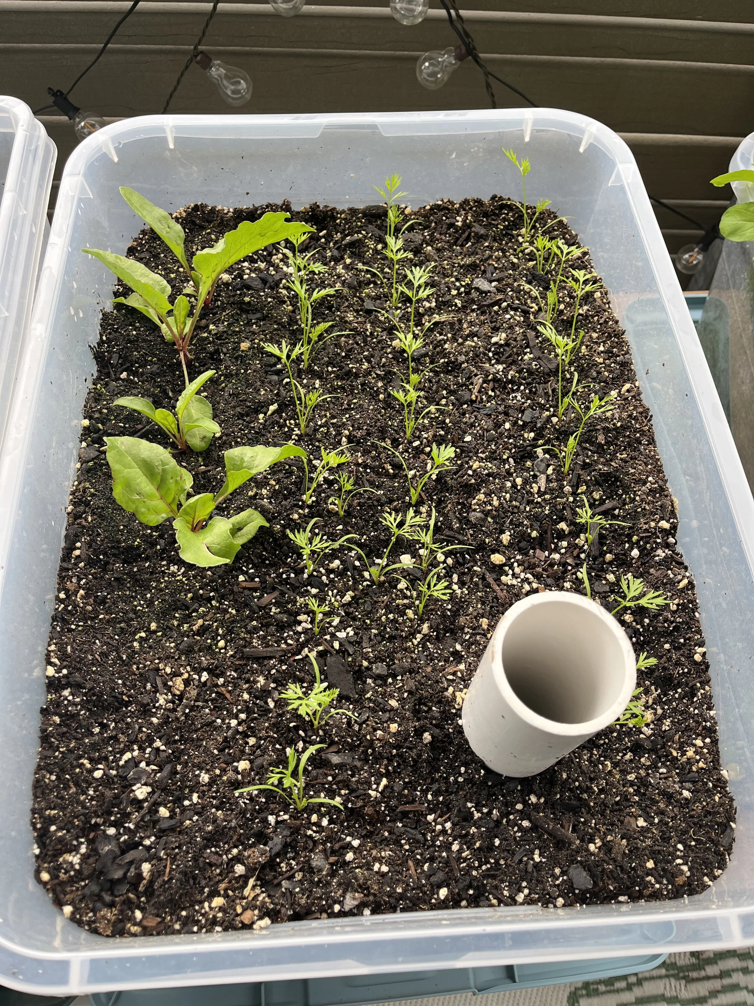 baby carrot and beet sprouts