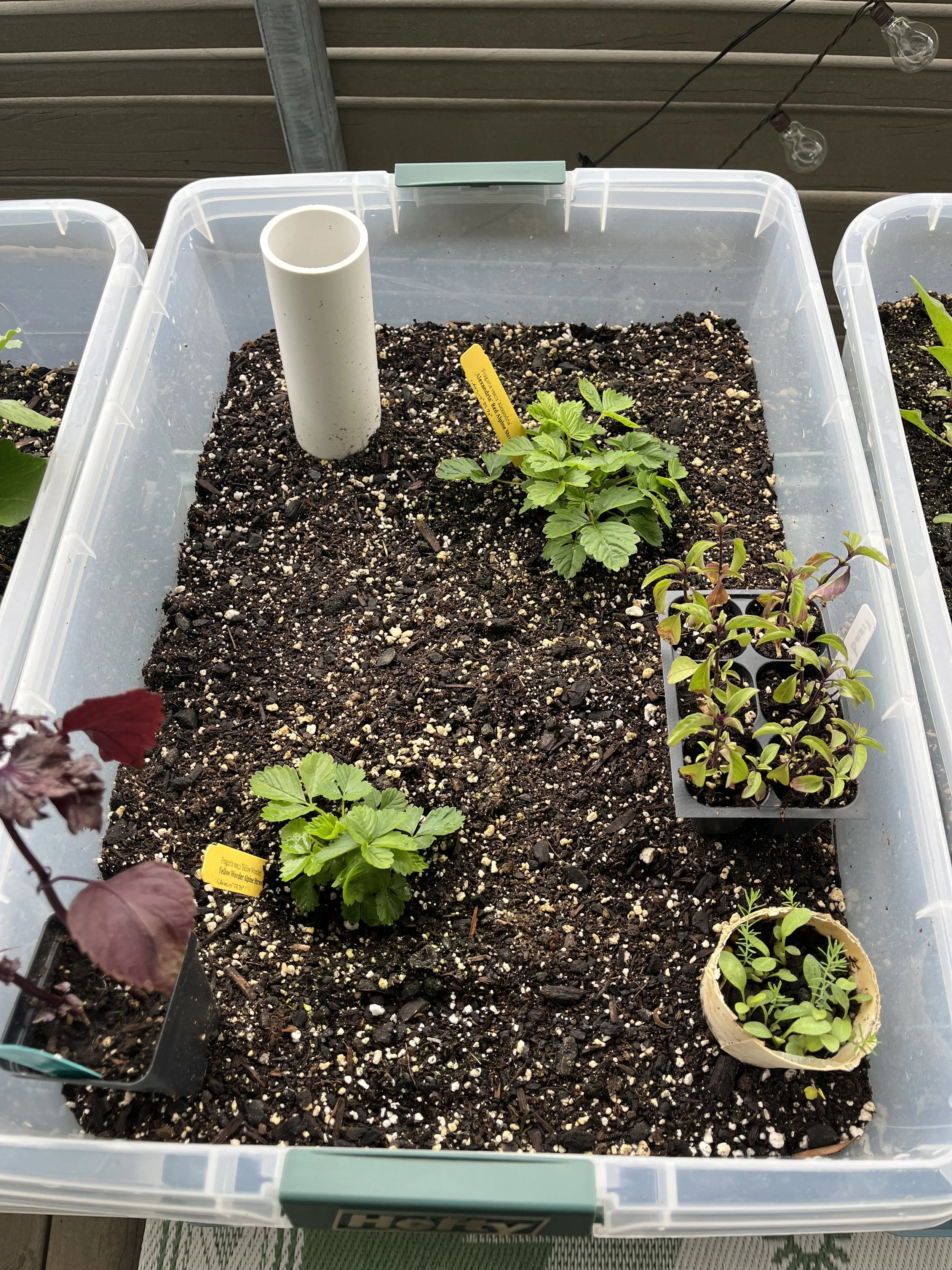 baby strawberry and herbs