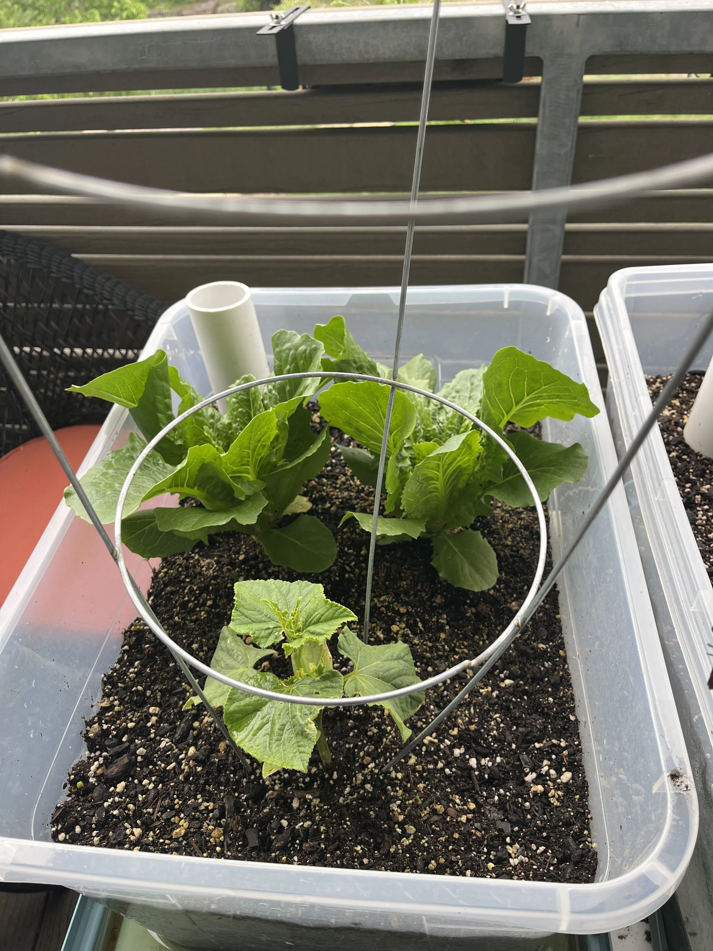 Romaine and cucumber