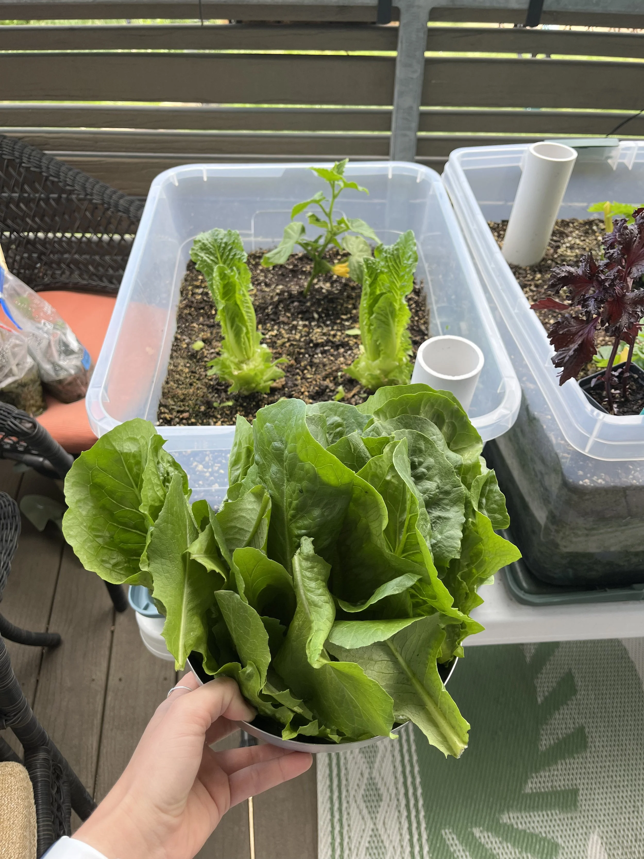 Romaine harvest